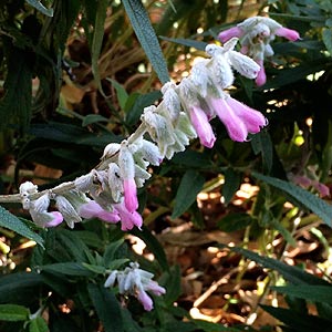 Salvia leucantha 'Pink Velour'