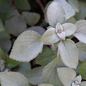 Silver foliage plectranthus