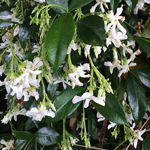 Trachelospermum jasminoides - The Star Jasmine