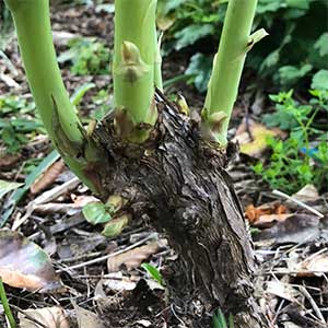 Tree peony stem  showing new growth after pruning