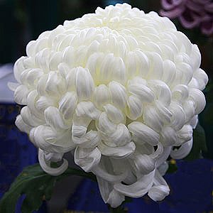 Wonderful classic varieties include the 'White Ball Type' chrysanthemum pictured above