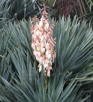Yucca Gloriosa - Mature plant in flower