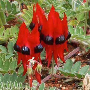 Swainsona formosa - South Australian Flower