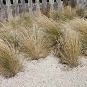 Water Wise Ornamental Grasses