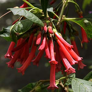 Iochroma Red Flowering
