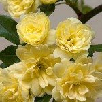 Yellow Banksia Rose - Lady Banks Rose | Nurseries Online