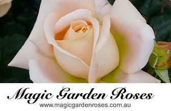 Magic Garden Roses