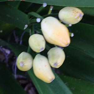 Clivia seed pods