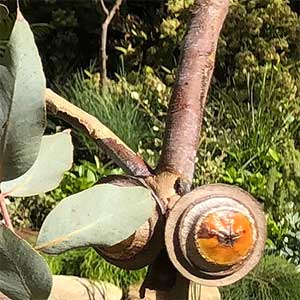 Eucalyptus macrocarpa - Gum Nuts