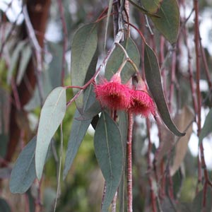 Small weeping Gum Tree - Eucalyptus caesia