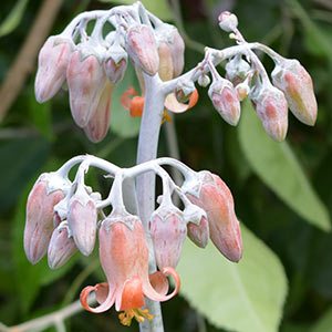 Cotyledon orbiculata - Flower