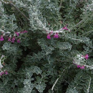Tecurium marum - Foliage and flowers