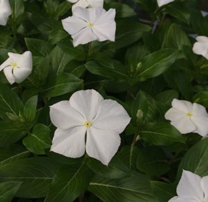 Catharanthus roseus - White flowering Vinca.