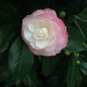 Camellia Flower - Pink