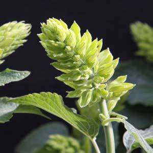 Salvia mexicana  ‘Limelight’