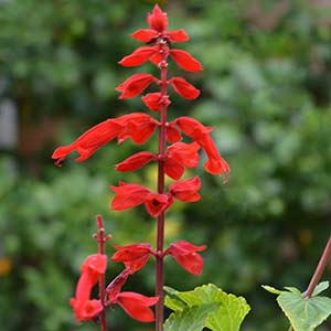 Salvia splendens - The Red Salvia