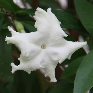 Brunfelsia jamaicensis