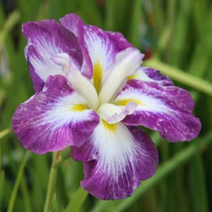 Iris ensata - The Japanese Iris