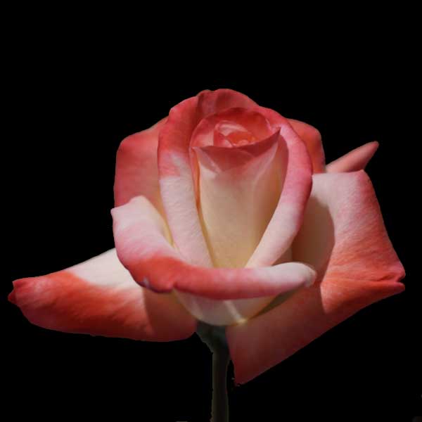Rose model gemini Lily