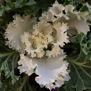 White Ornamental Kale