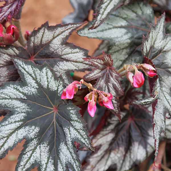 Rhizomatous Begonia | Nurseries Online