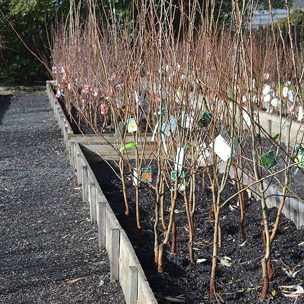 How long for bare root fruit trees to grow
