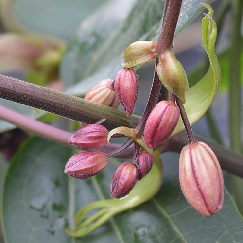 Clematis armandii 'Apple Blossom'