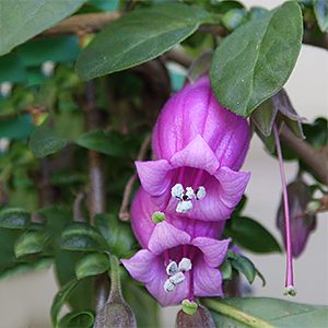 Latua pubiflora