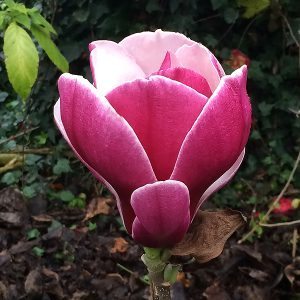 Magnolia 'Ruby'