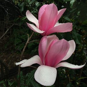 Magnolia 'Sweetheart'