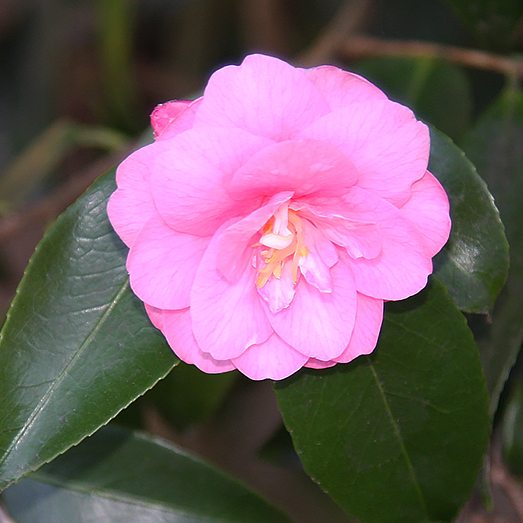 Small Flowering Camellias - Nurseries Online