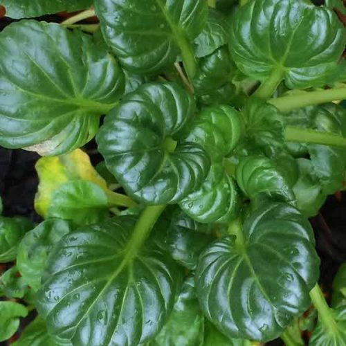 Tatsoi
