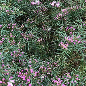 Boronia muelleri - Foliage