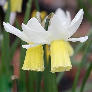 Narcissus Cyclamineus 'Dove Wings'