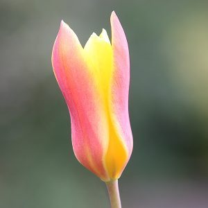 Tulipa kolpakowskiana in Bud