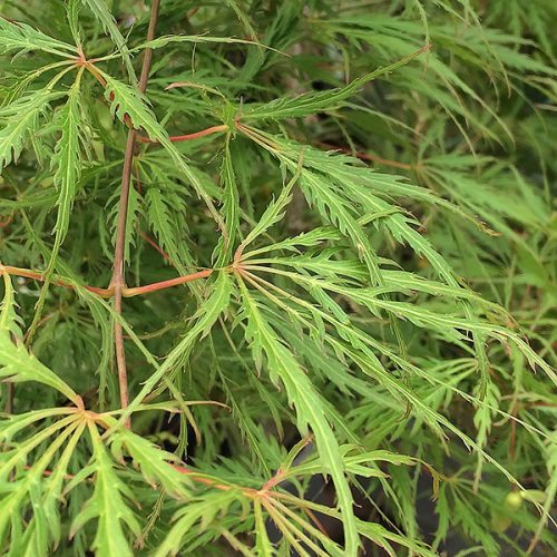 Acer palmatum ‘Demi Sec’