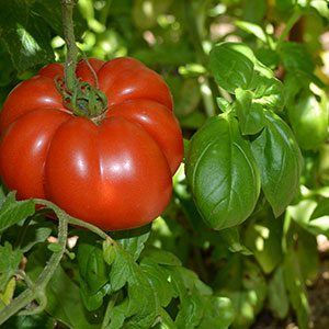 Ideal Companion Plants - Tomatoes and Basil