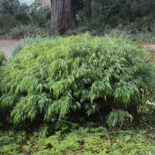 Acacia cognata fettuccine