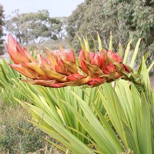 Doryanthes palmeri - Flower Spike