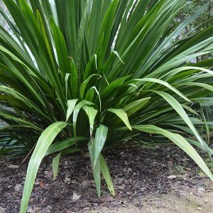 Doryanthes palmeri - The Spear Lily