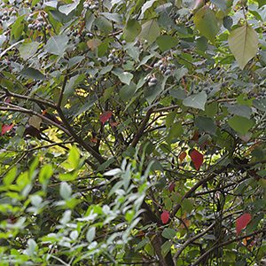 Bleeding Heart tree - Homalanthus populifolius