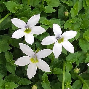 Pratia pedunculata - White Flowering Form