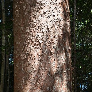 Bull Kauri Pines Trunk