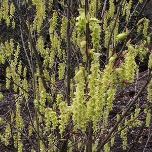 Corylopsis spicata - Flowers