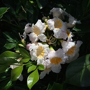 Radermachera 'Summerscent' Flowers
