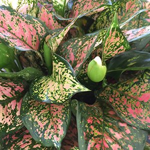 Aglaonema with Red and Green Foliage