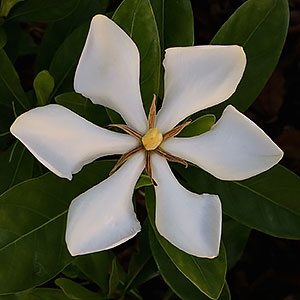 Gardenia (Kailarsenia) vietnamensis