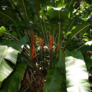 Heliconia wagneriana - Flower and Foliage