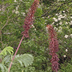 Melianthus major - Flowers