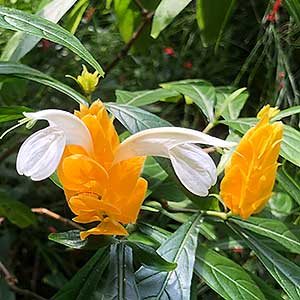 Pachystachys lutea - Flower
